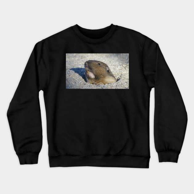 Pocket gopher Crewneck Sweatshirt by SDym Photography